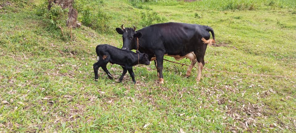 f140 cow produced a calf.jpg