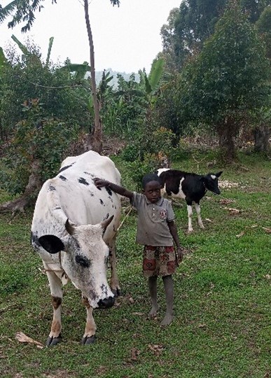cow project recipient cropped.jpg