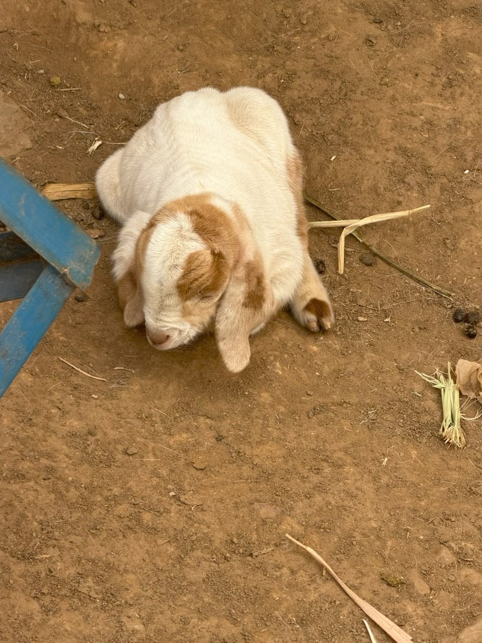 RPI growing goat project