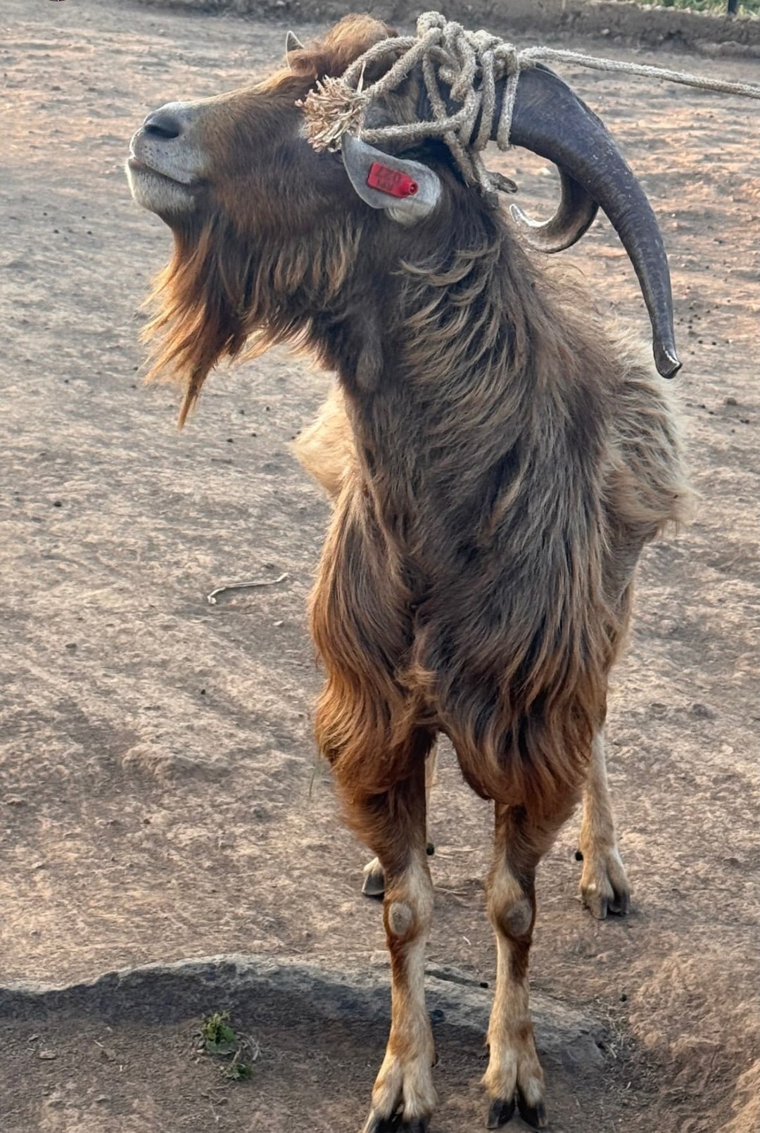 Goats at RPI's farm sustainability project