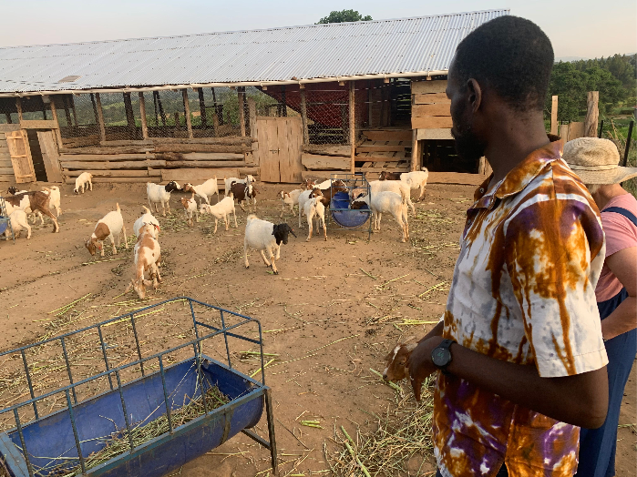 RPI's goat herd outside their barn