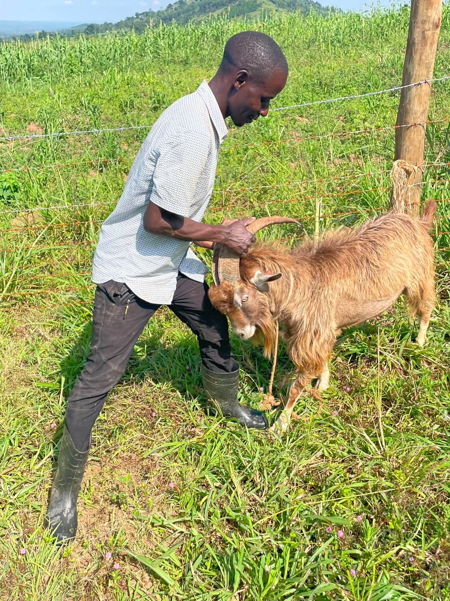 RPI's goat project