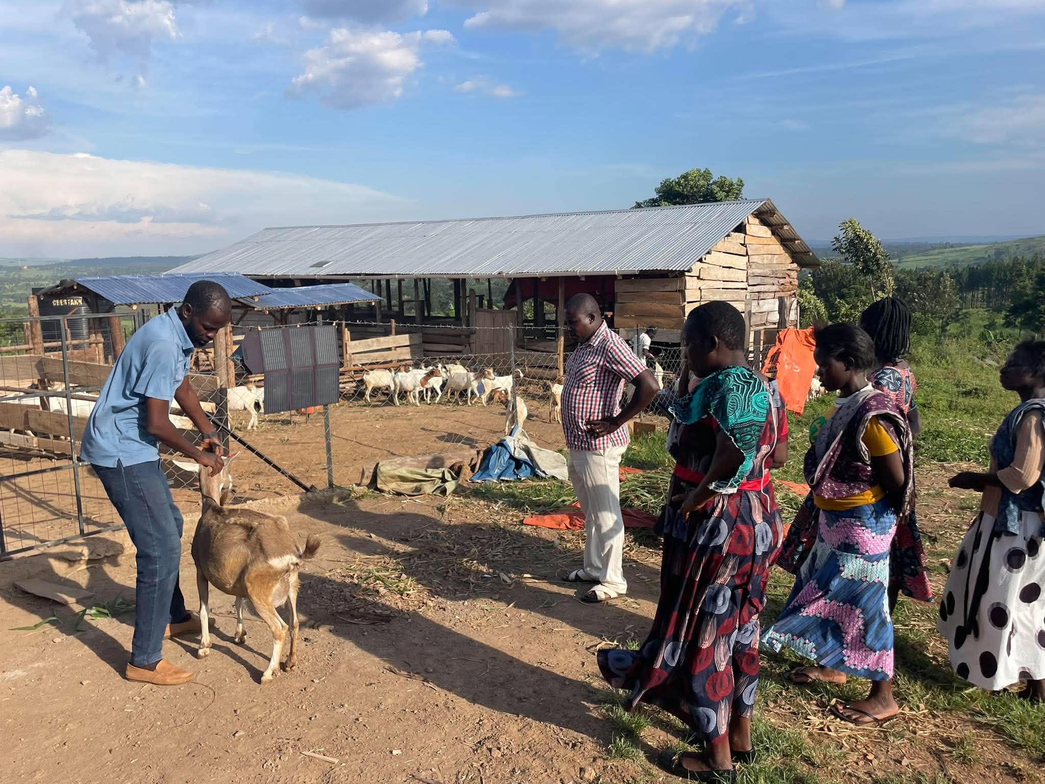 Goats at RPI vocational sustainability project