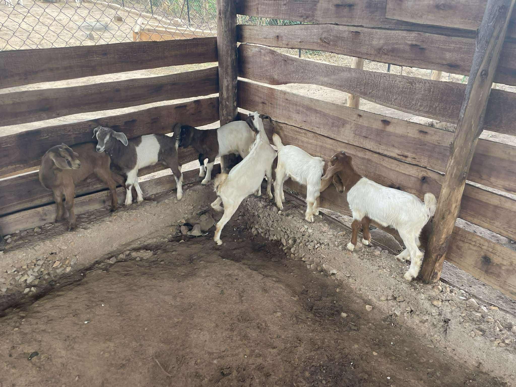 RPI goat project