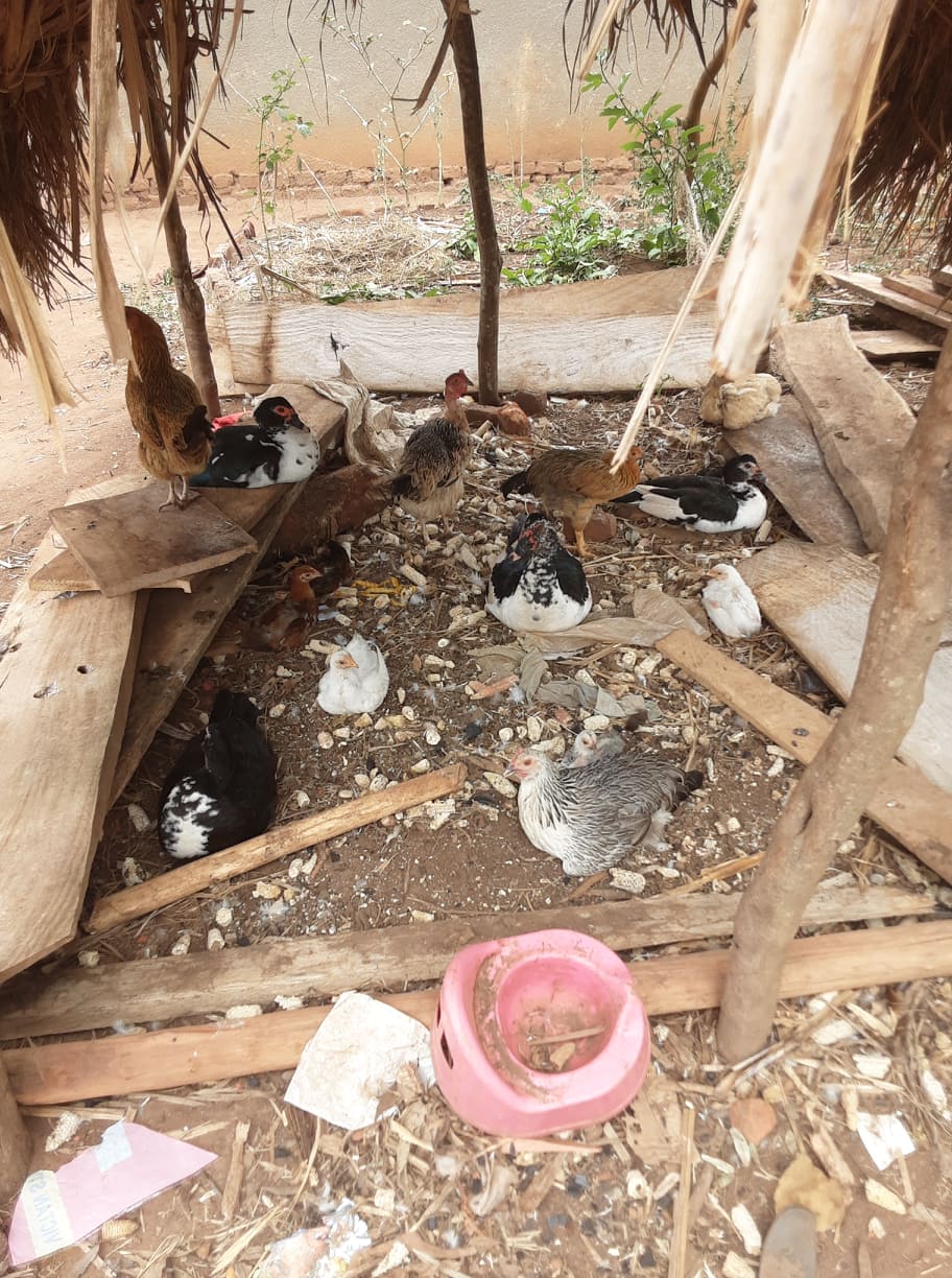 Rural Ugandan Chickens