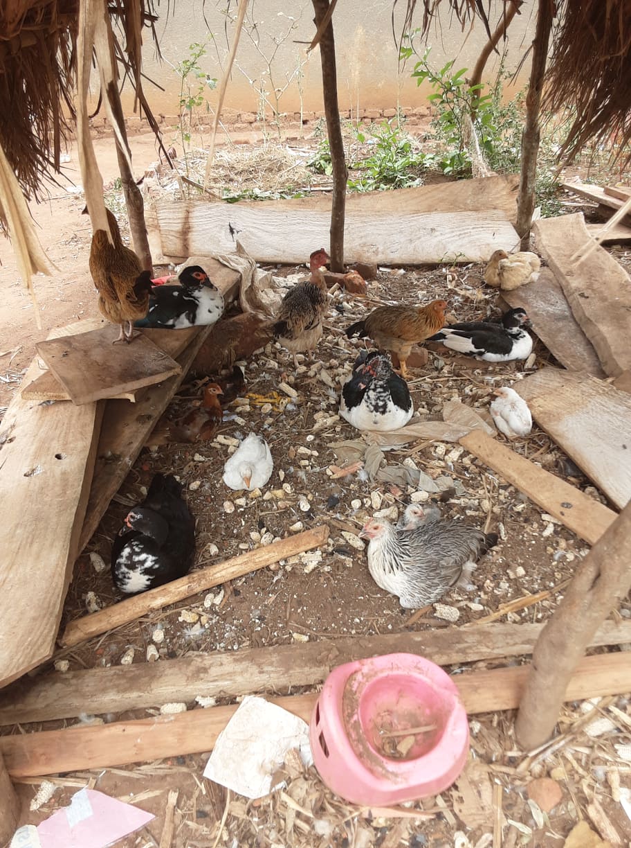 Chickens from RPI vocational photo library