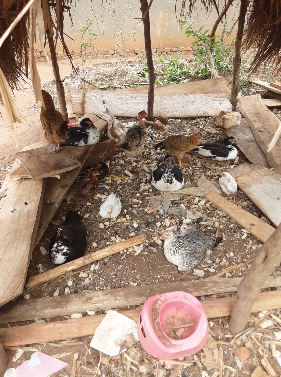 Ugandan chickens