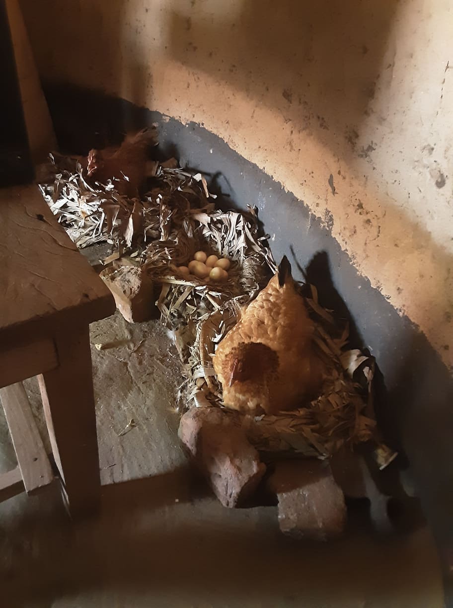 Ugandan chickens
