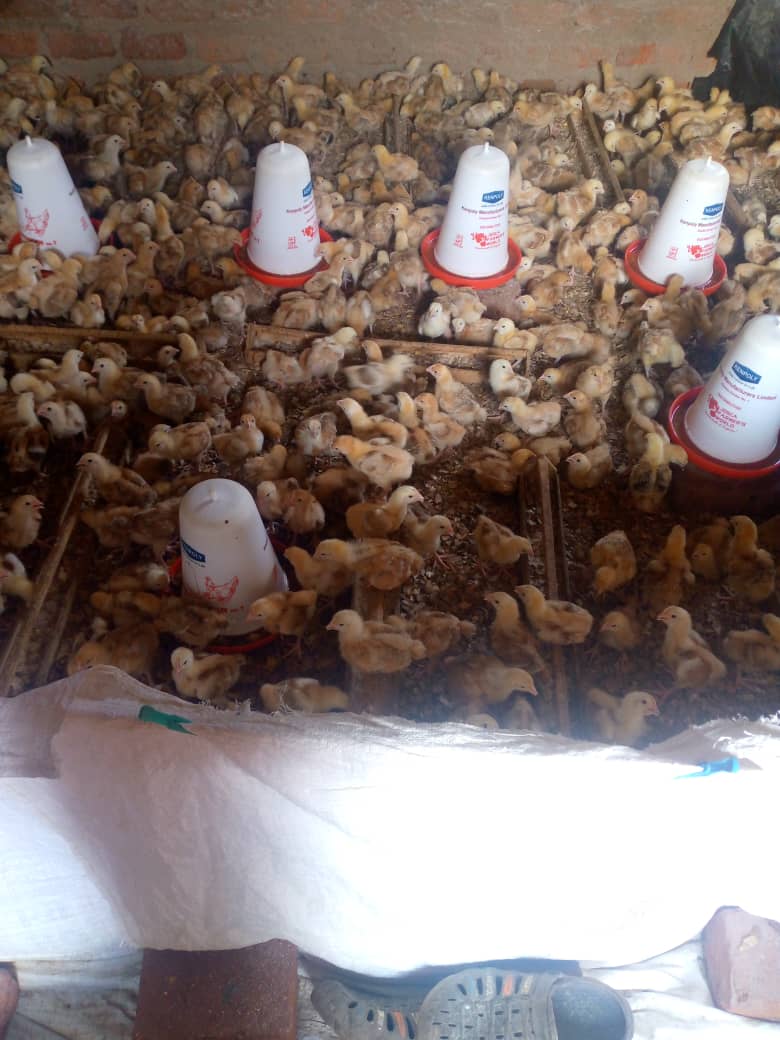 Chicken coop built with help from an RPI mission team