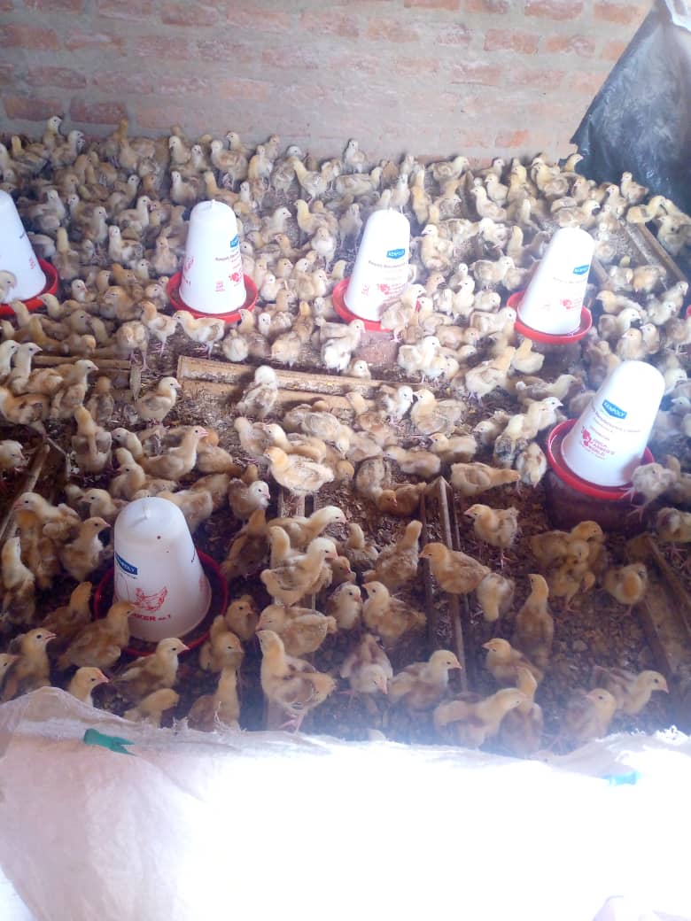 Chickens illustrating RPI vocational sustainability training