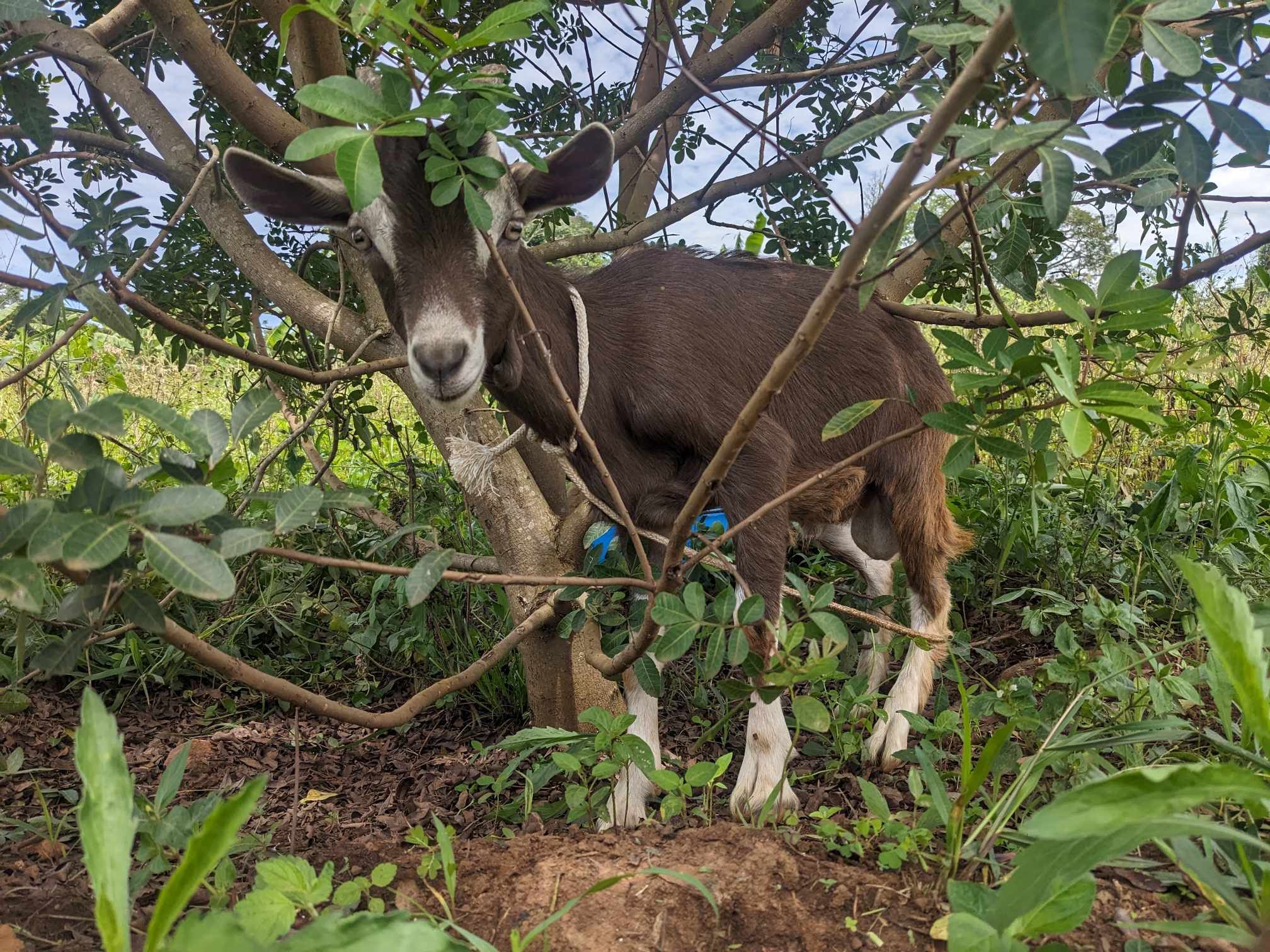 Goat at RPI's goat project