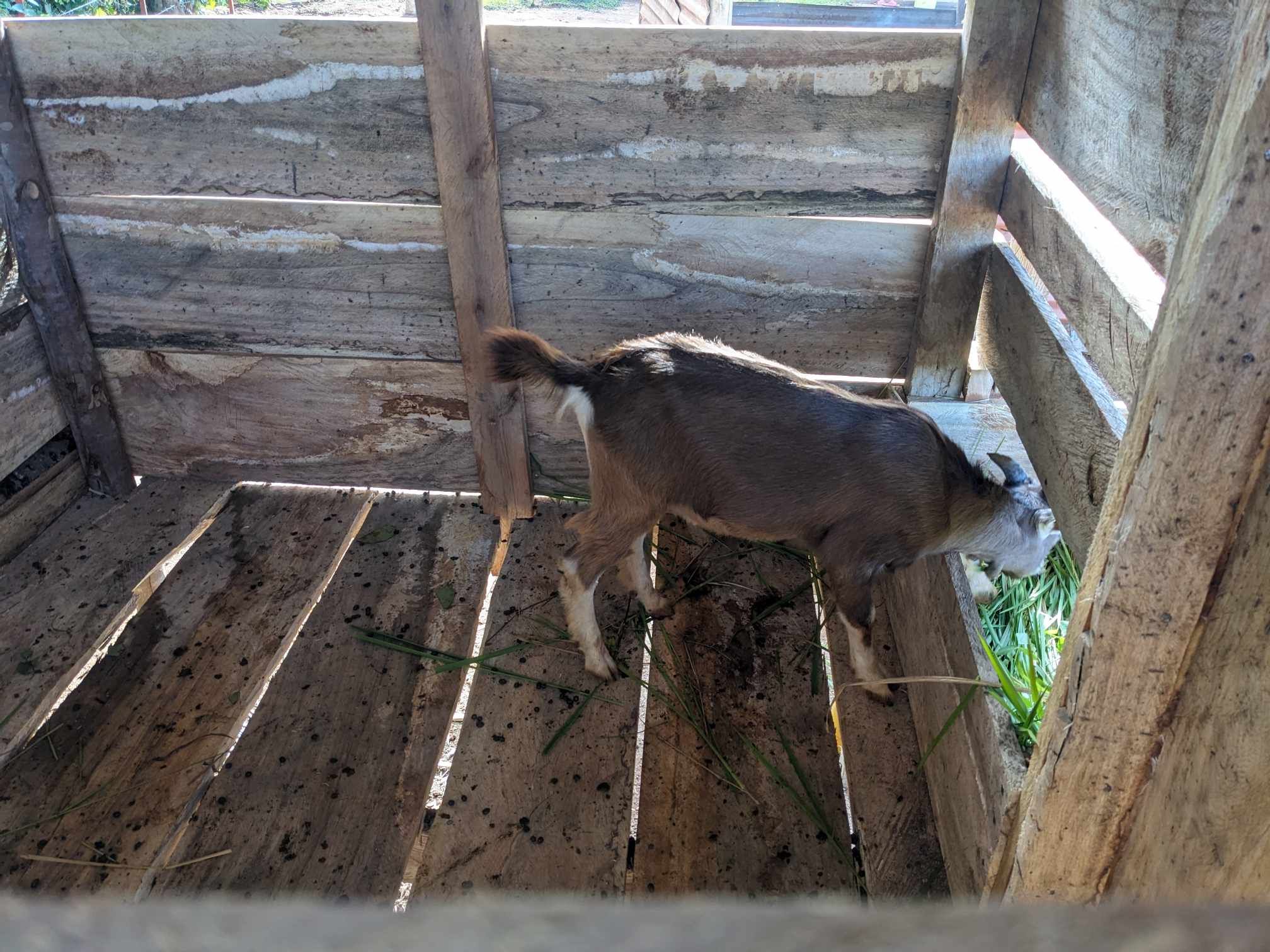 RPI goat project