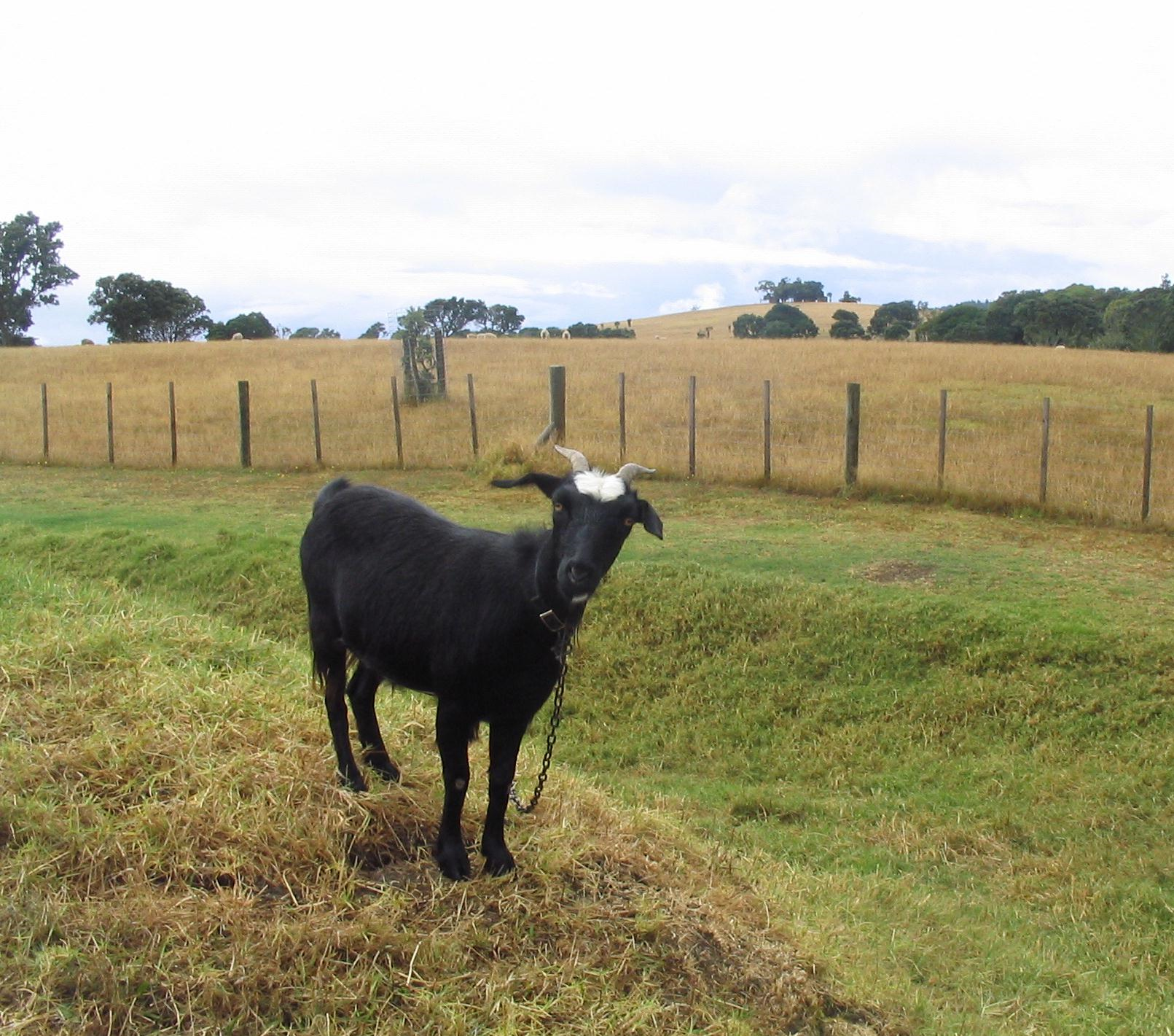 RPI goat project