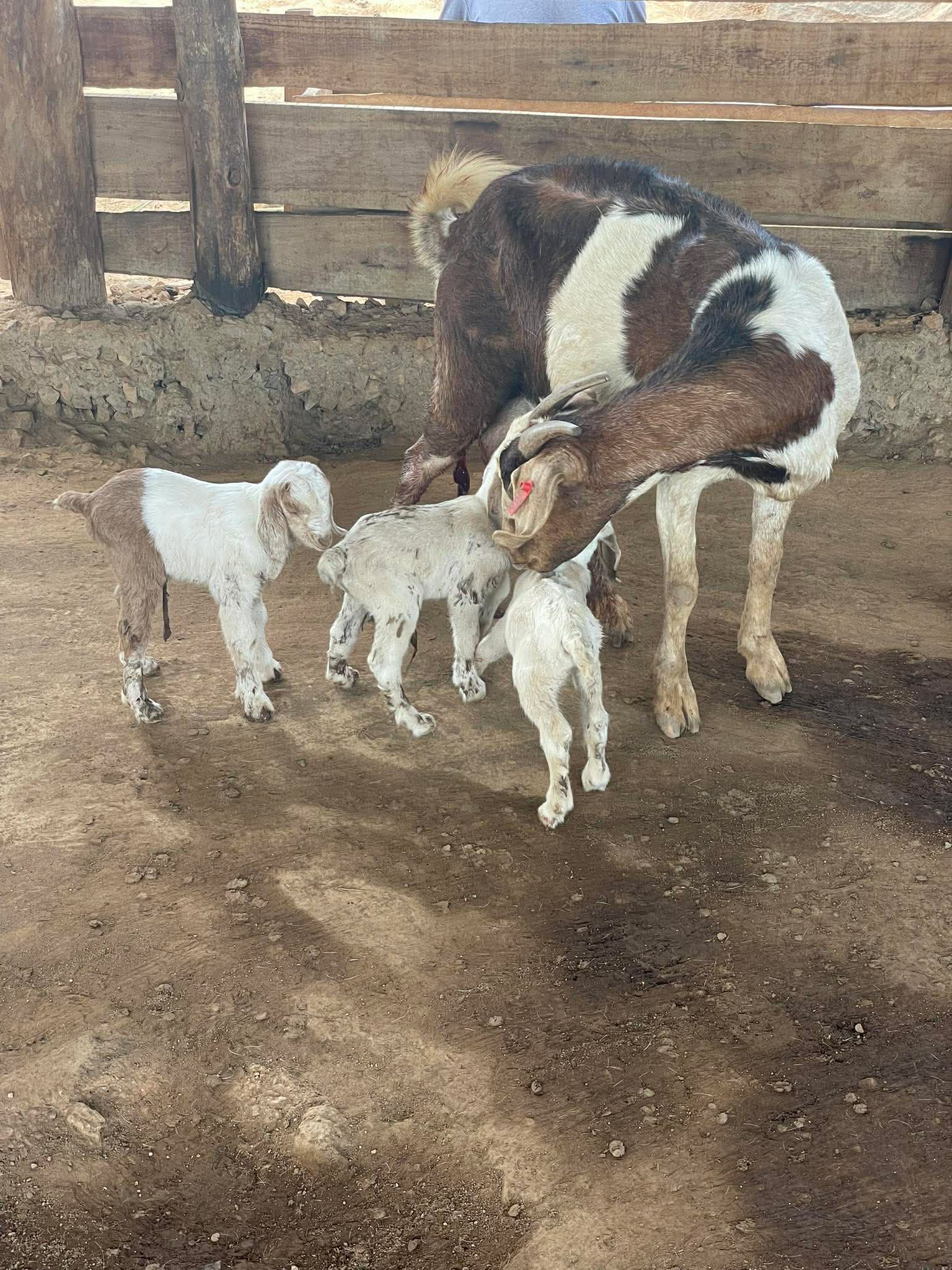 RPI goat project