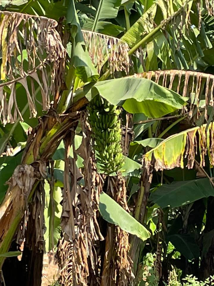 Scenery in Uganda