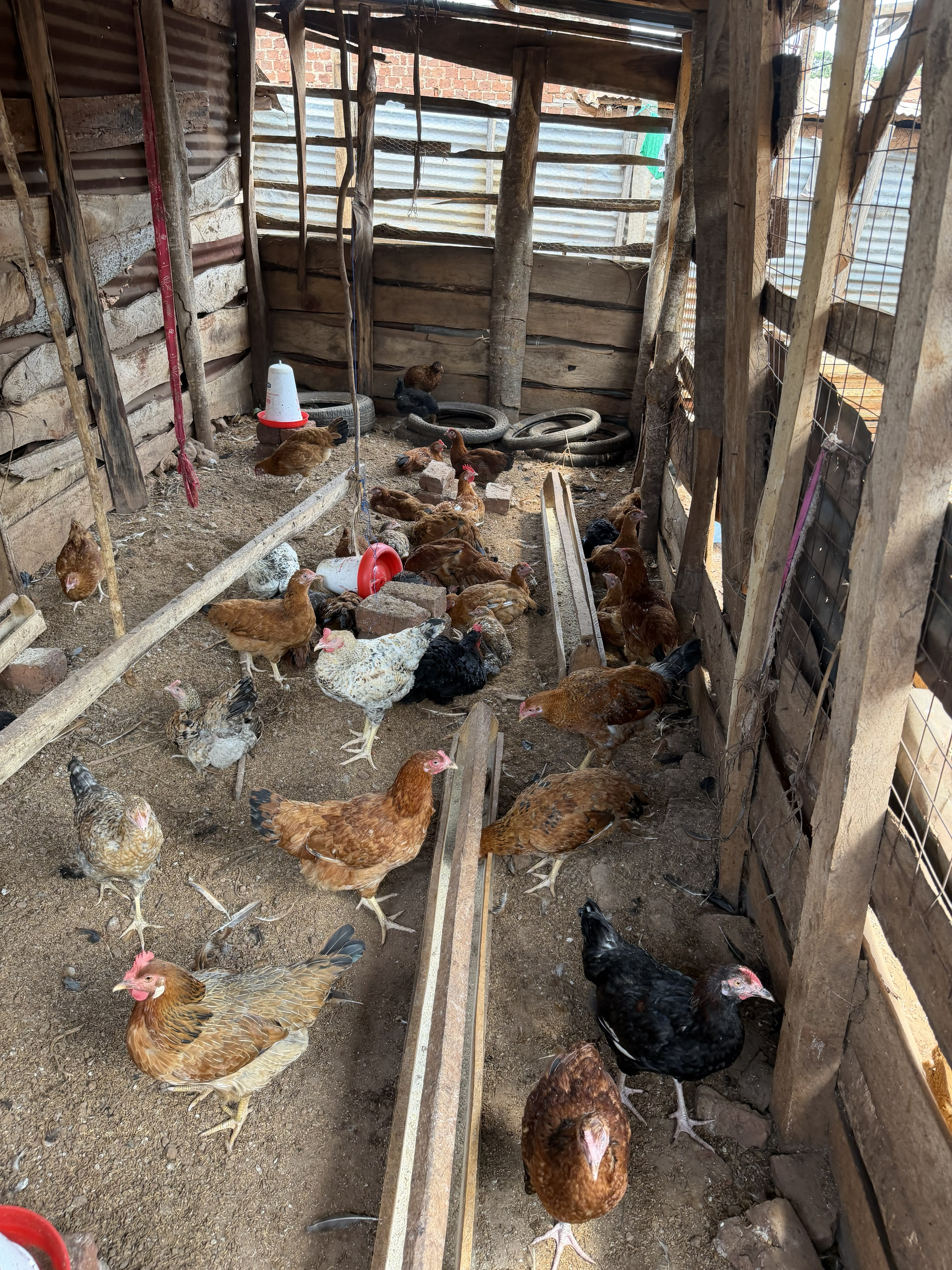 Pastor Jessy's poultry sustainability work
