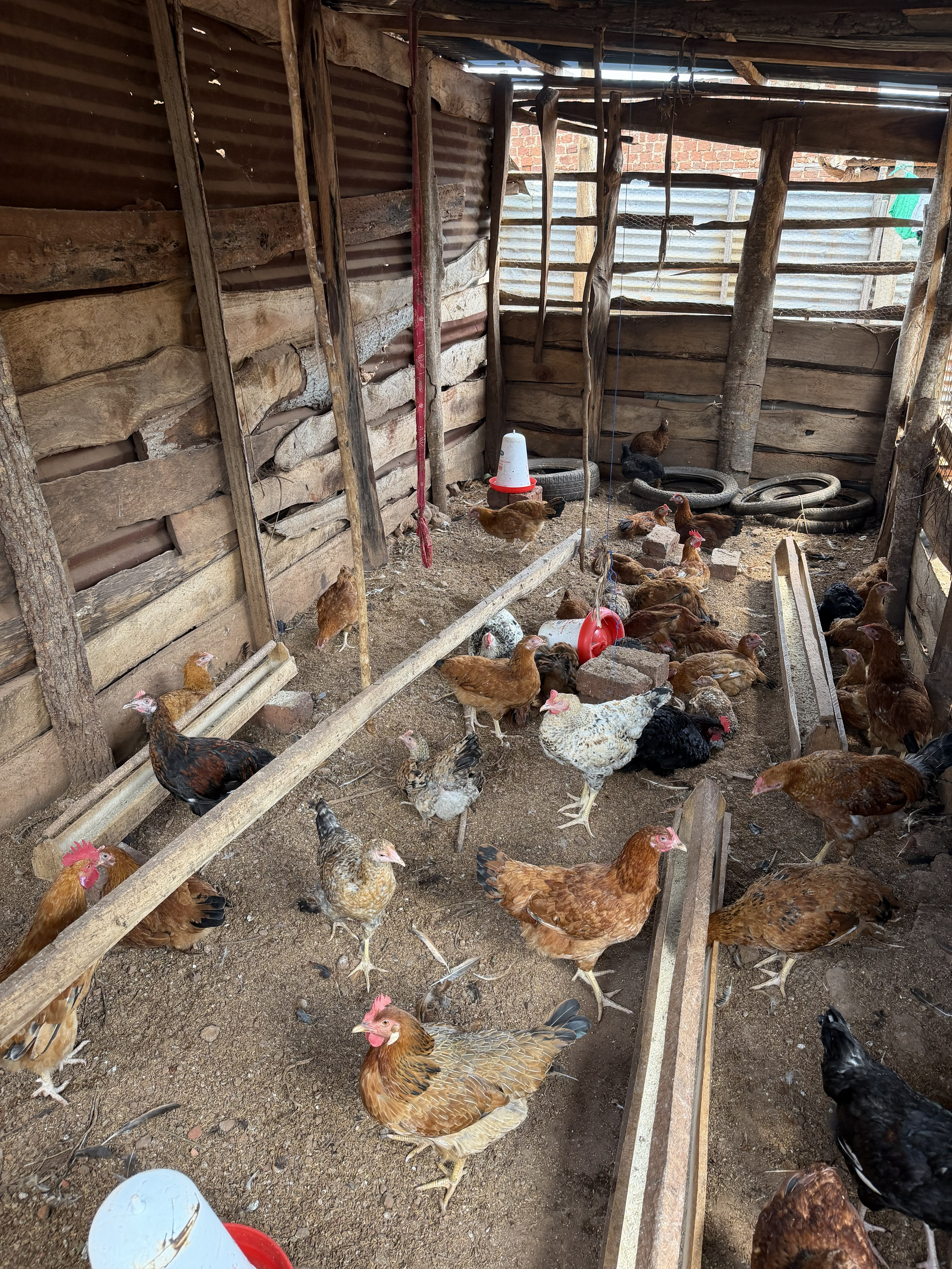 Pastor Jessy's home chicken operation