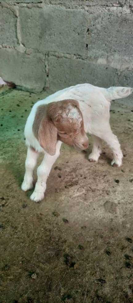 RPI goat project