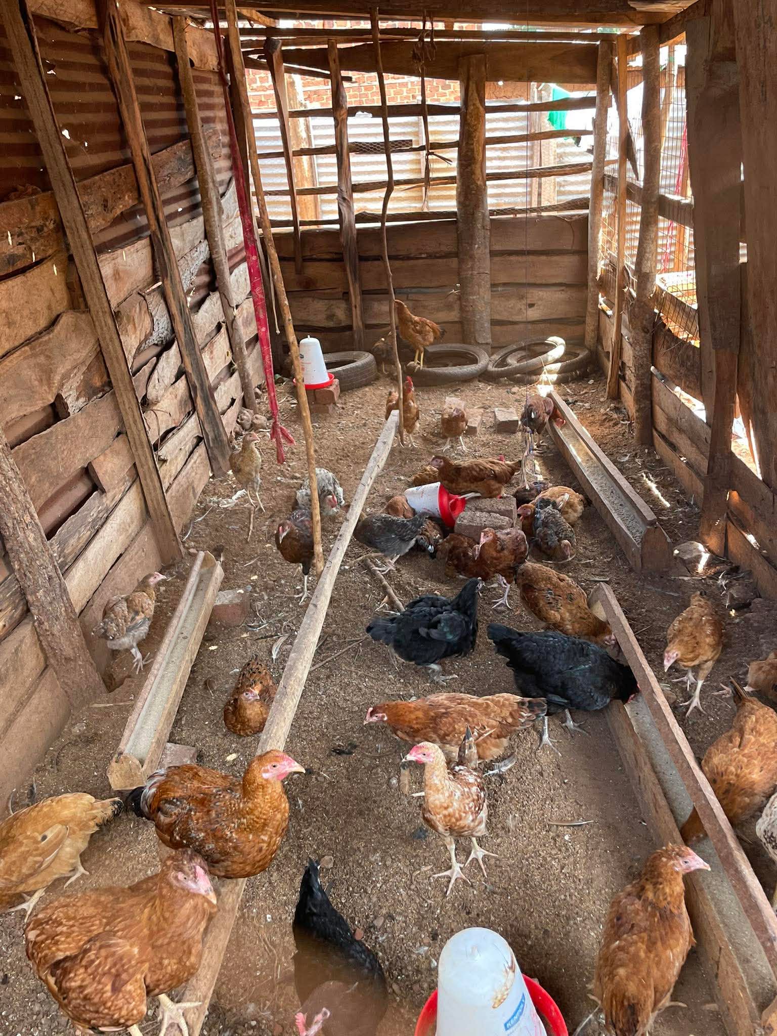 RPI chicken sustainability project